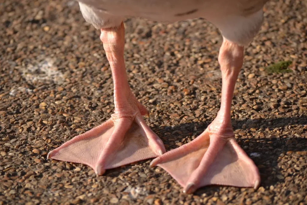 Webbed feet for swimming