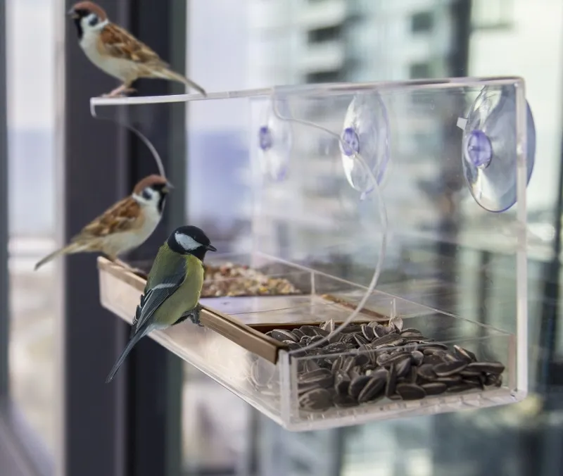 What’s a Window Bird Feeder, Exactly?