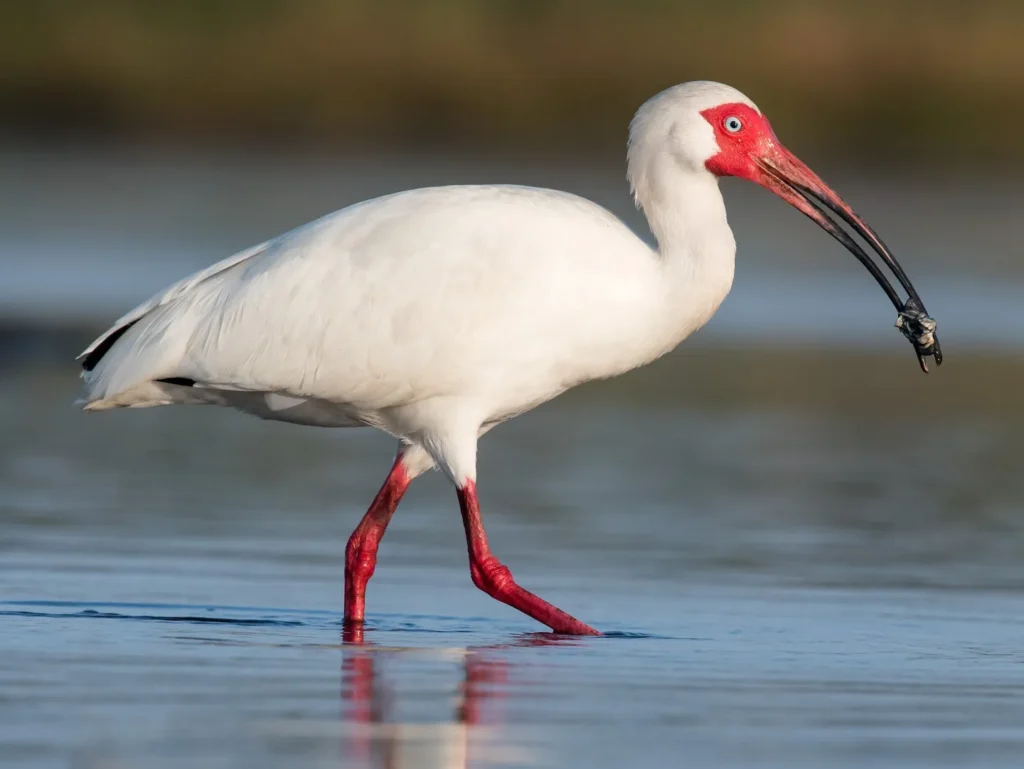 White Ibis - Top 5 White Birds of North America