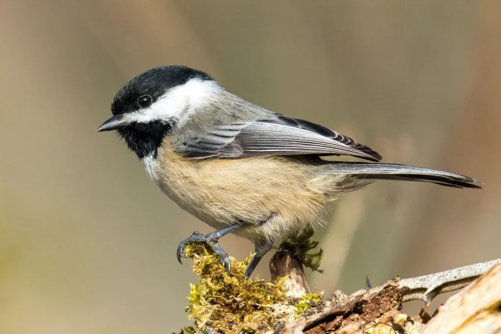 Wrens, Chickadees, and Sparrows