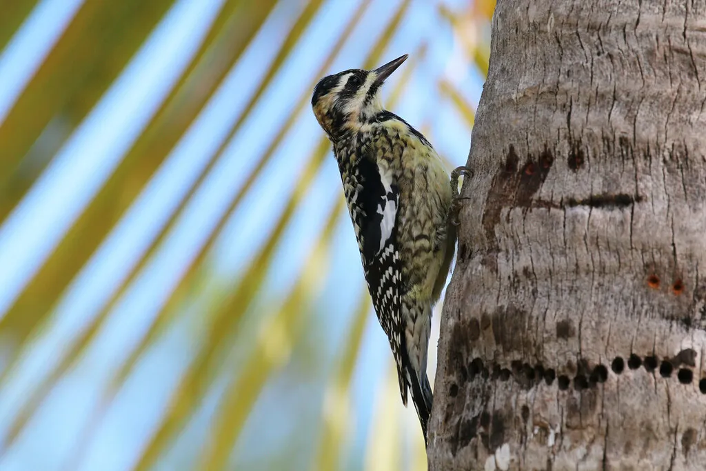 Yellow-bellied Sapsucker (Sphyrapicus varius) - Top 5 Rare Yellow and Black Birds