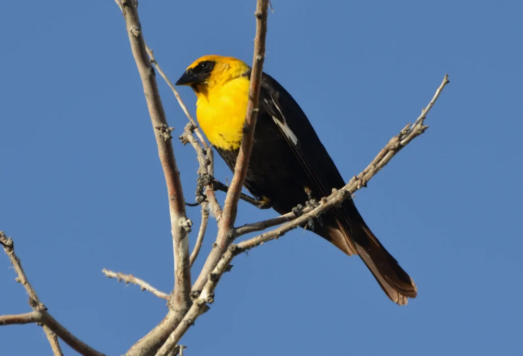 Yellow-headed Blackbird (Xanthocephalus xanthocephalus) - Top 5 Rare Yellow and Black Birds