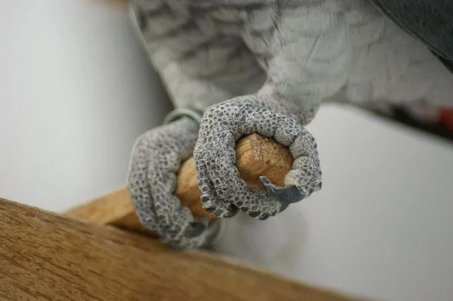 Zygodactyl feet for perching and climbing