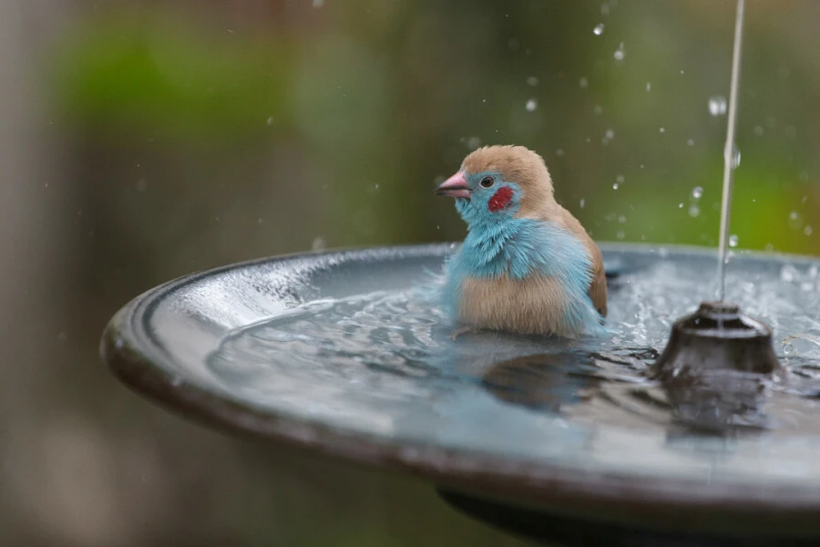 bird bath fountain