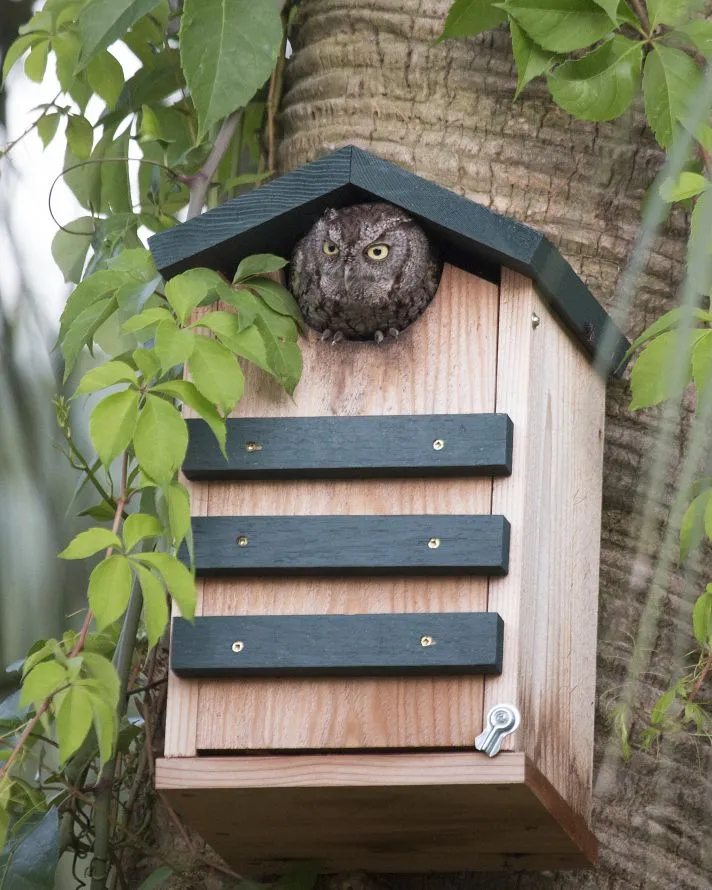 owl bird house