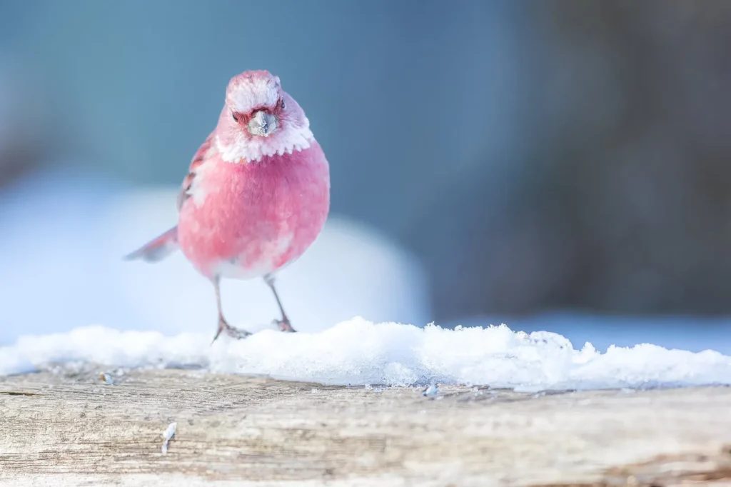 The Enchanting Appeal of Pink Birds - Fascinating Pink Birds