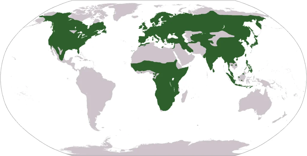 tit bird Habitat and Distribution