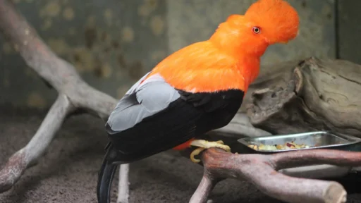 10 Wonderful Orange Birds That Will Take Your Breath Away