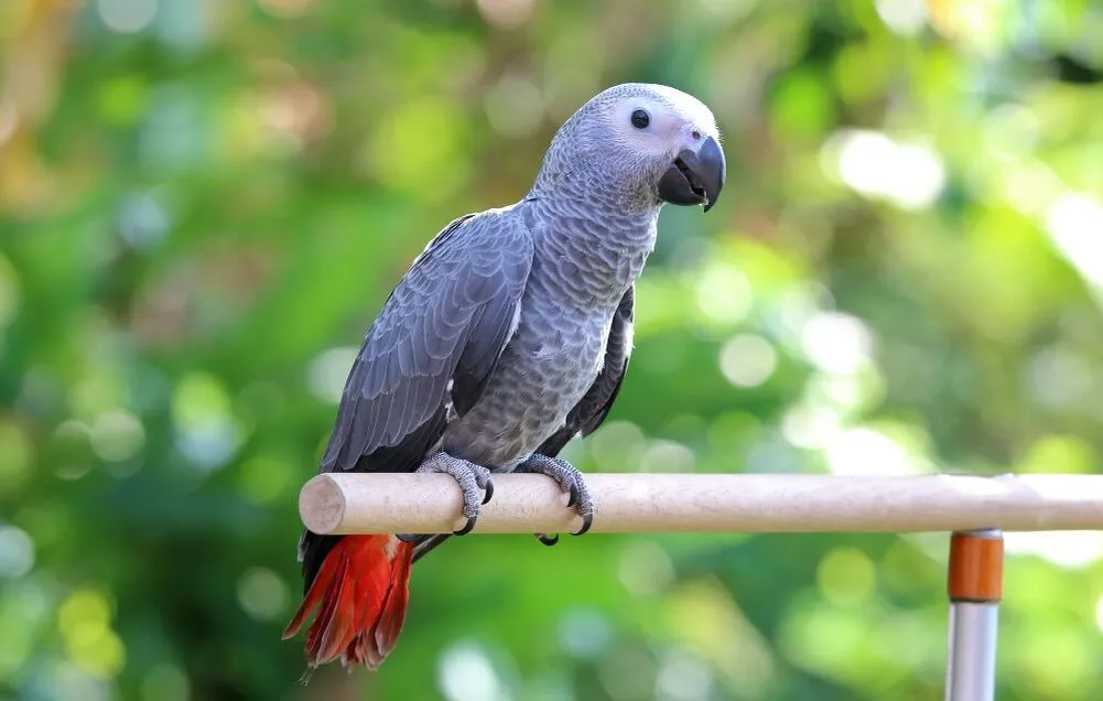 African Grey Parrots