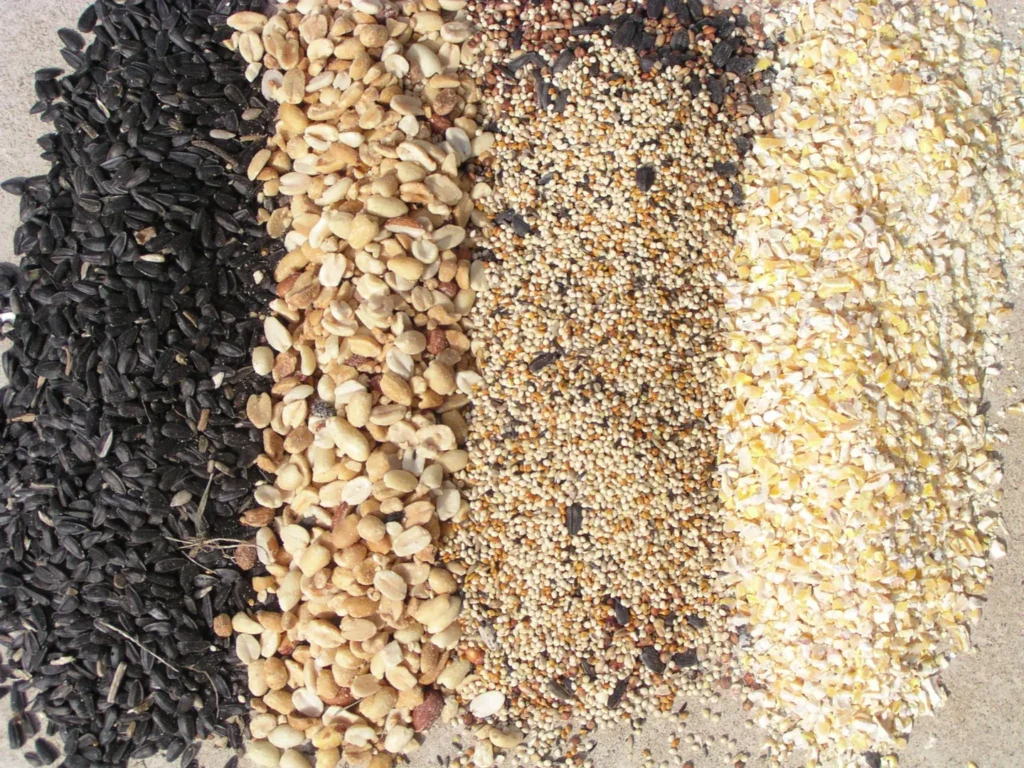 Alternatives to Cracked Corn: Diversifying Your Bird Feed Menu