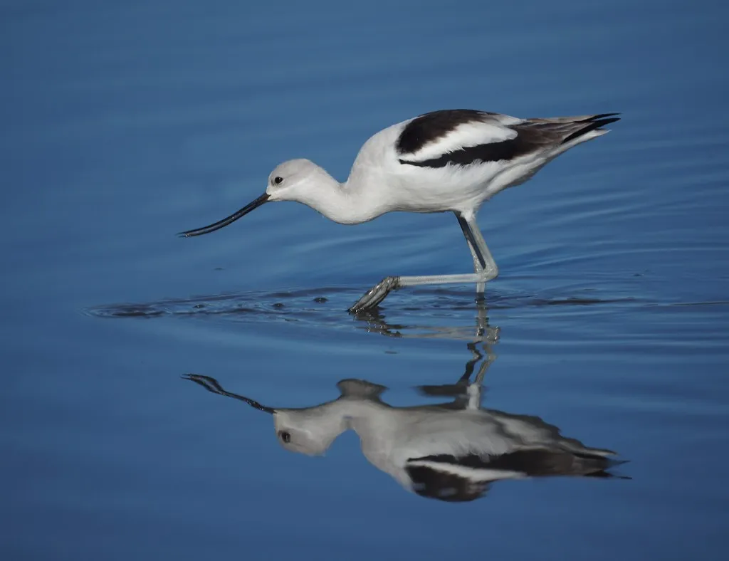 American Avocet - Top 10 Black and White Birds You Can Spot in Your Backyard