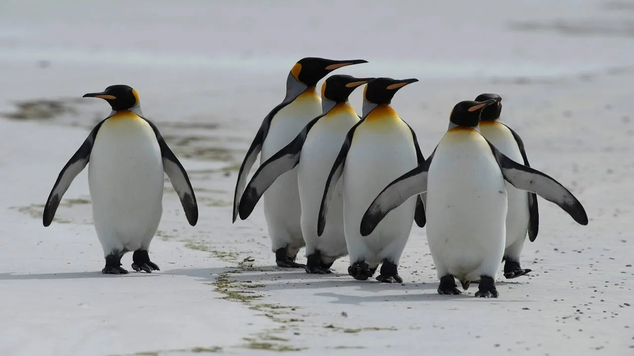 Are There Penguins in Alaska? The Surprising Truth