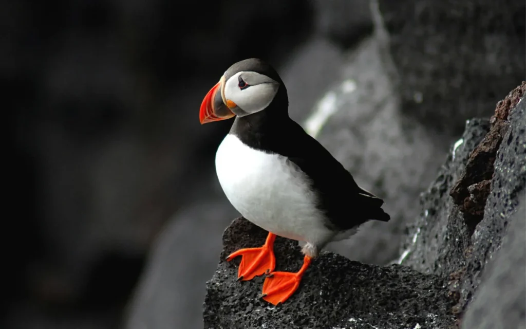 Atlantic Puffin