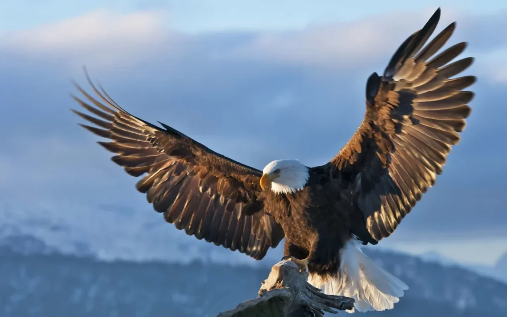 Bald Eagle - Texas Birds of Prey