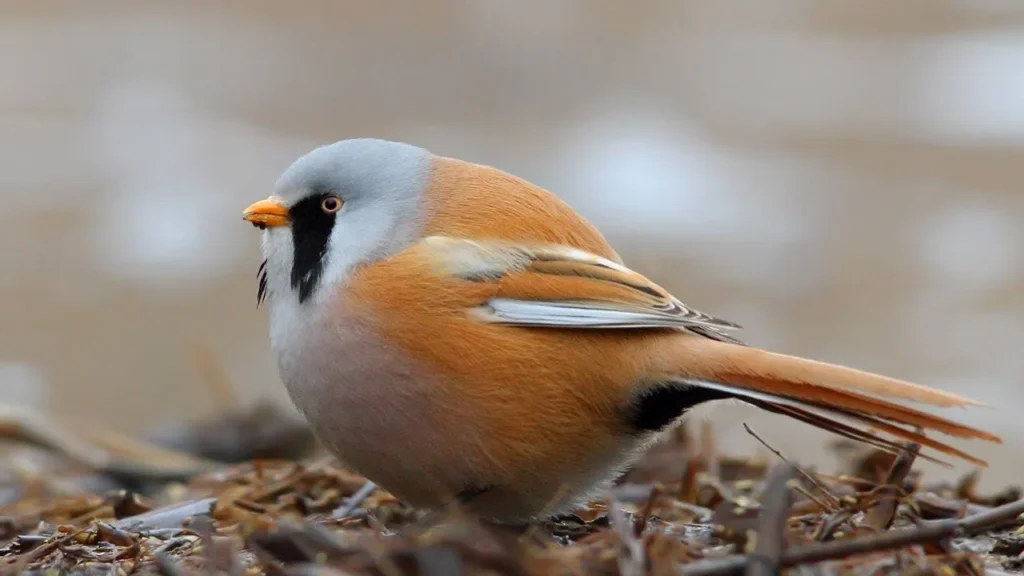 Bearded Reedling