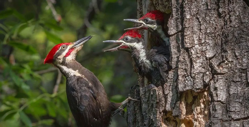 Behavioral Variations Between Male and Female Woodpeckers