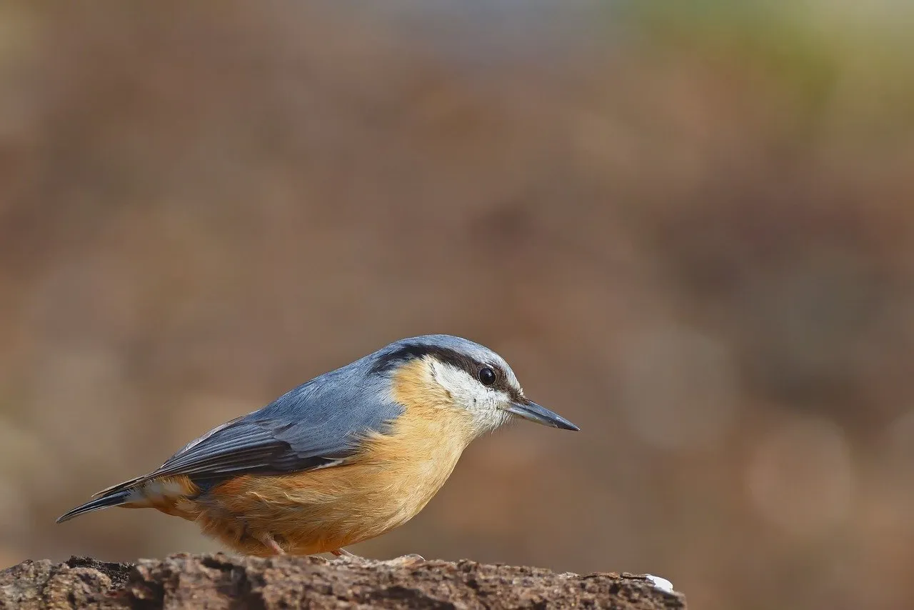 Birds That Start with N: Names, Pictures, and Amazing Facts