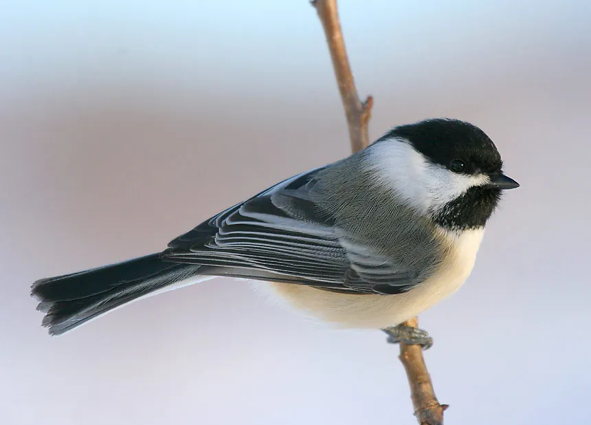 Black-Capped Chickadee - Top 10 Black and White Birds You Can Spot in Your Backyard