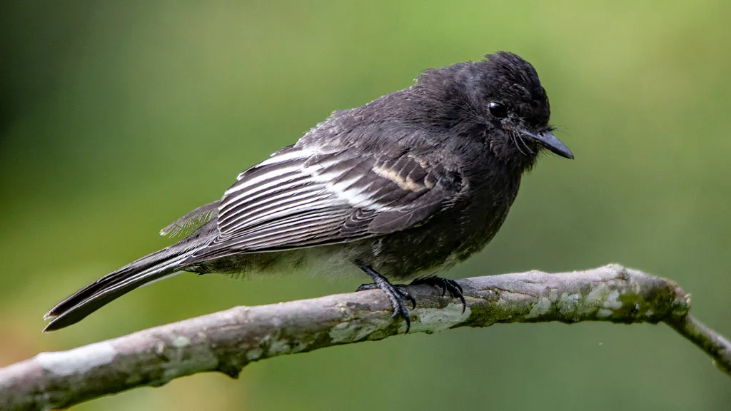 Black Phoebe - Top 10 Black and White Birds You Can Spot in Your Backyard