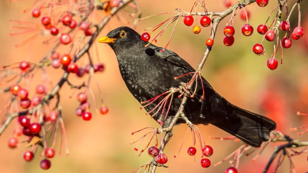 Blackbird Symbolism Across Cultures