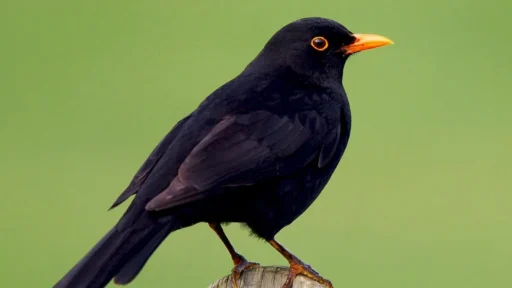 Blackbird Symbolism: What Do These Birds Represent?