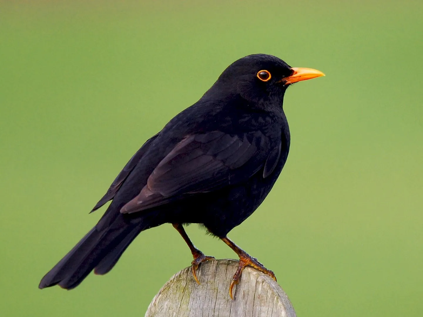 Blackbird Symbolism: What Do These Birds Represent?