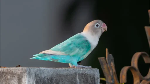 Blue Lovebird: Nature's Hidden Gem