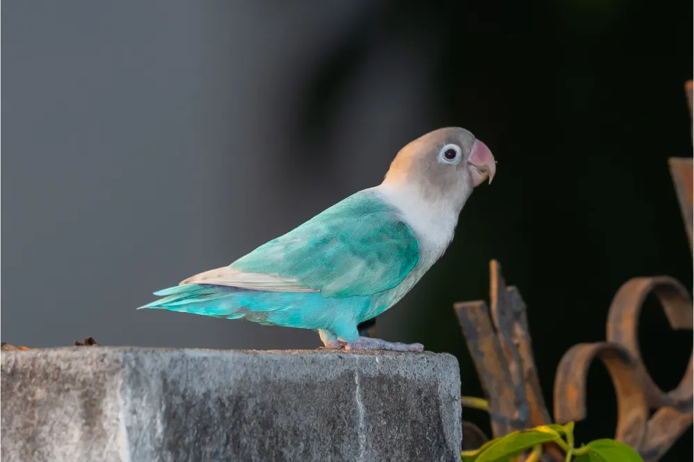 Blue Lovebird: Nature's Hidden Gem