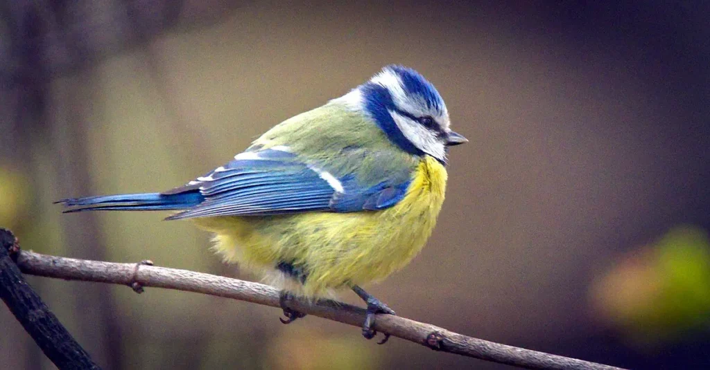 Blue Tit