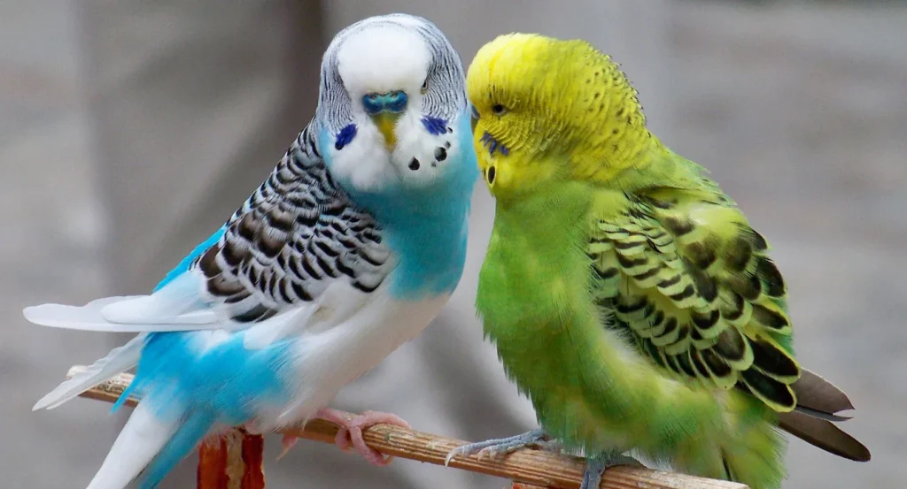 Budgerigars (Budgies)