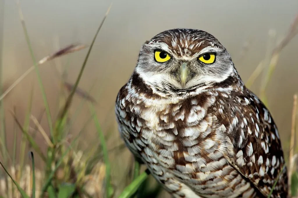 Burrowing Owl