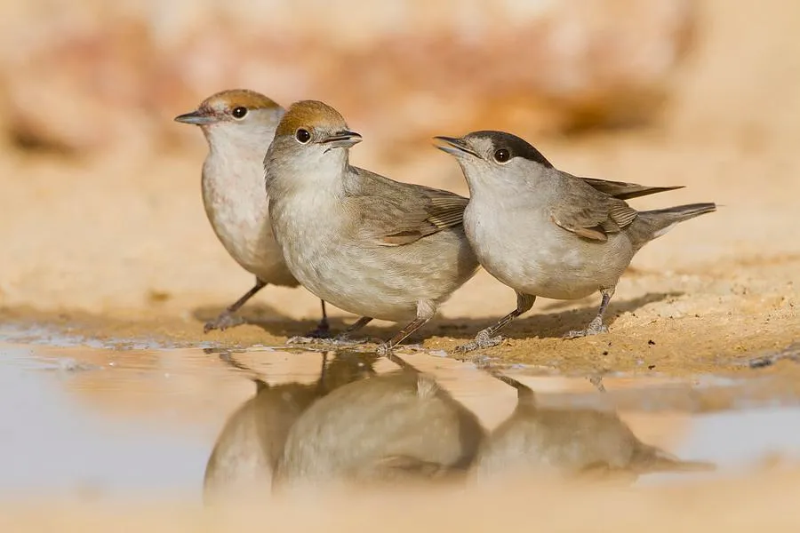 Busting Myths About Desert Birds