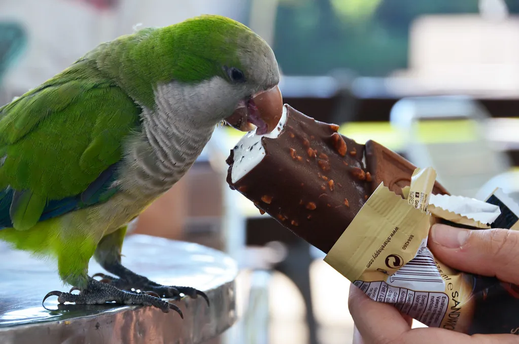 Can Birds Safely Eat Chocolate