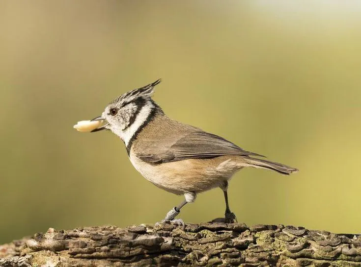 Can Birds Eat Oats