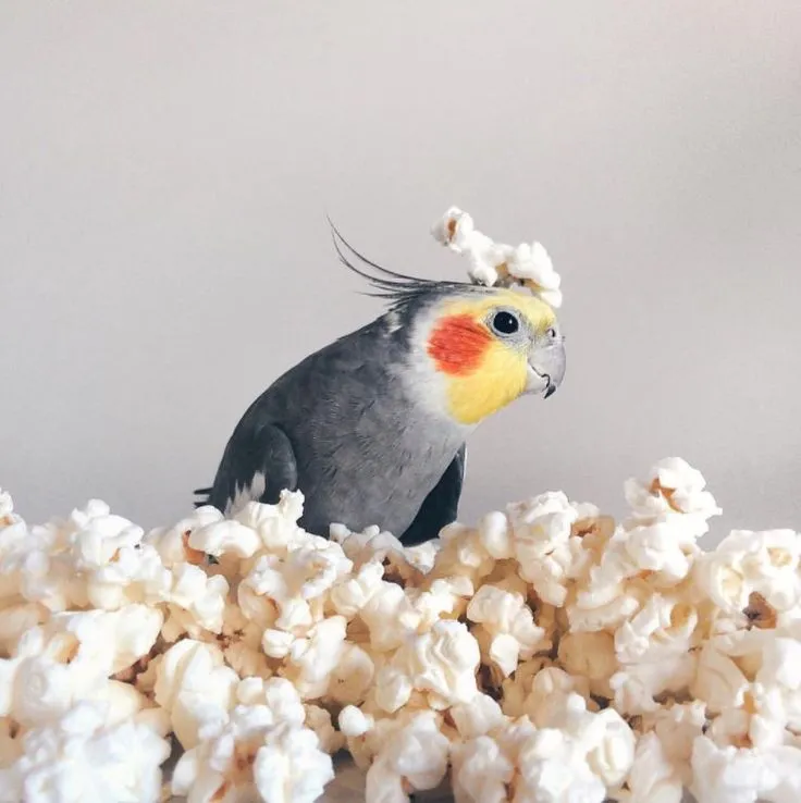 Can Birds Eat Popped Popcorn? Can Birds Eat Popcorn?