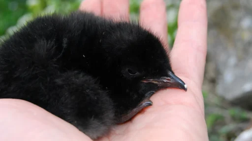 Caring for an Infant Crow: A Beginner's Guide