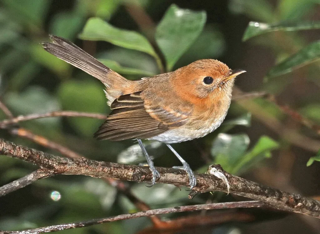 Chasiempis ibidis - Top 10 Endemic Birds of Oahu