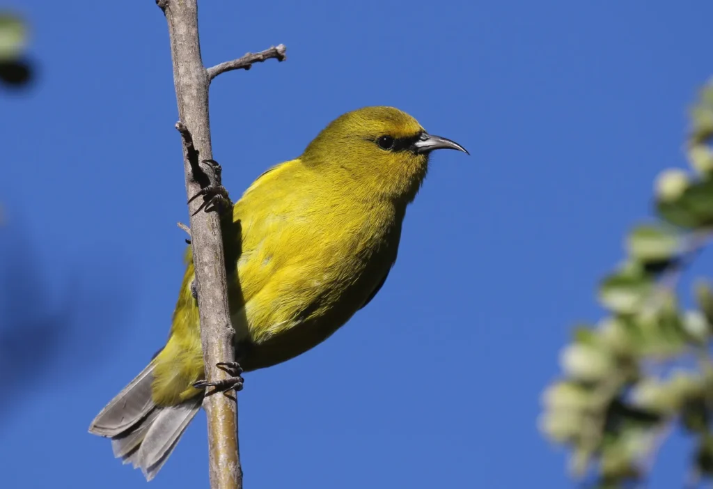 Chlorodrepanis flava - Top 10 Endemic Birds of Oahu