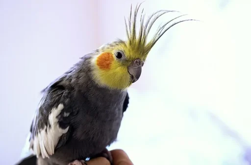 Cinnamon Cockatiel: Complete Care Guide and Essential Tips