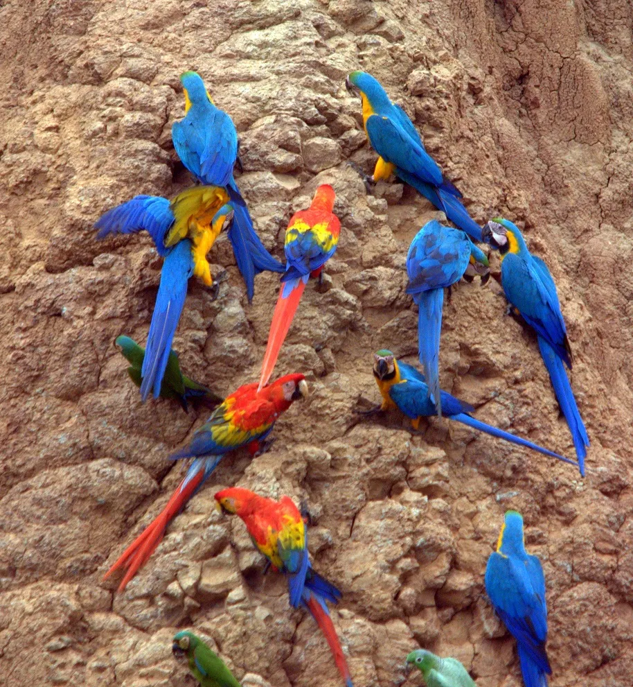 Clay Licks - wild macaws diert - What Do Macaws Eat?