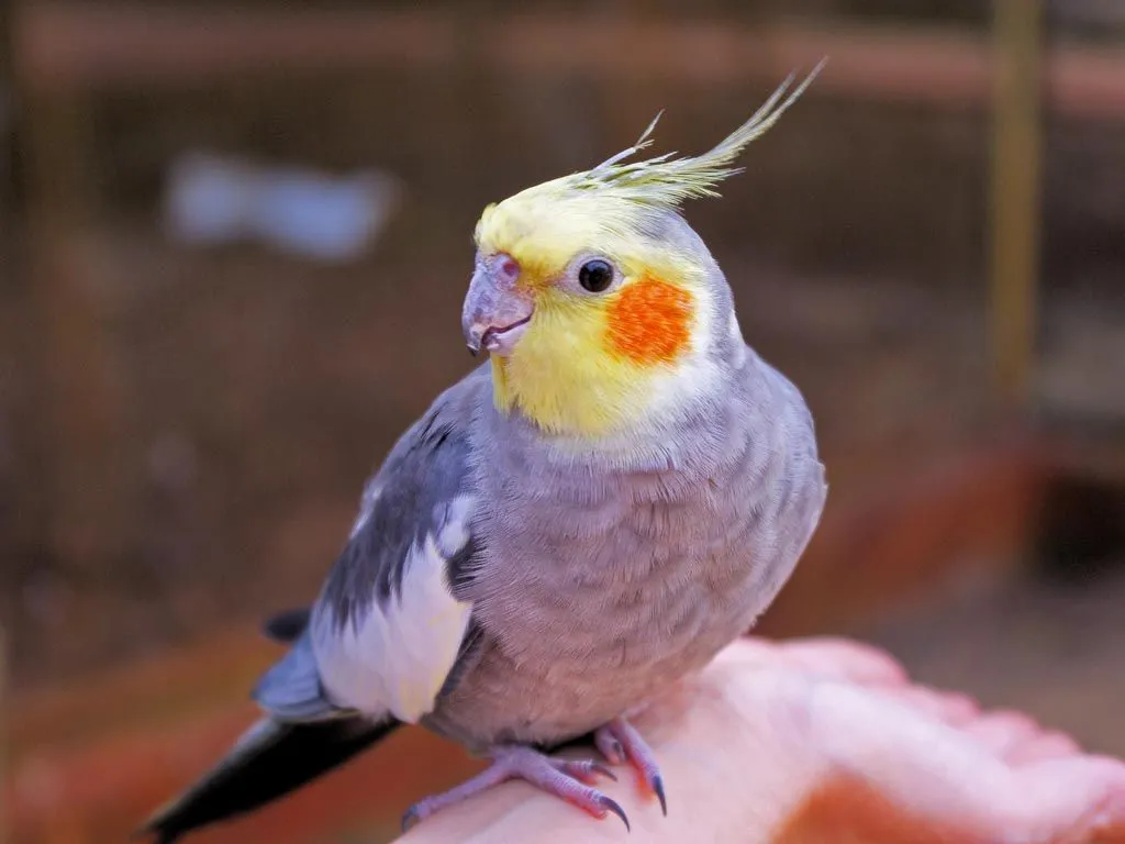 Cockatiels