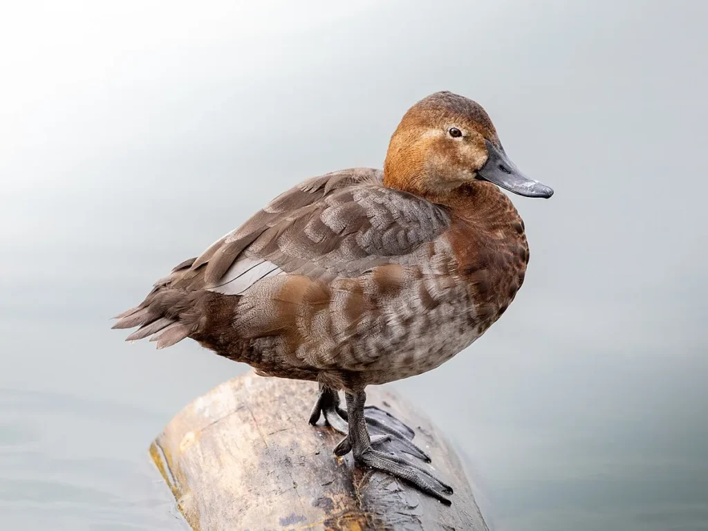 Common Pochard (Aythya ferina) - Spanish Ducks