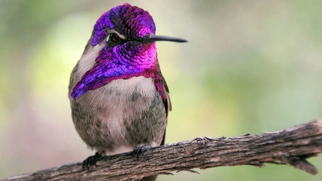 Costa’s Hummingbird - Beautiful Purple Birds