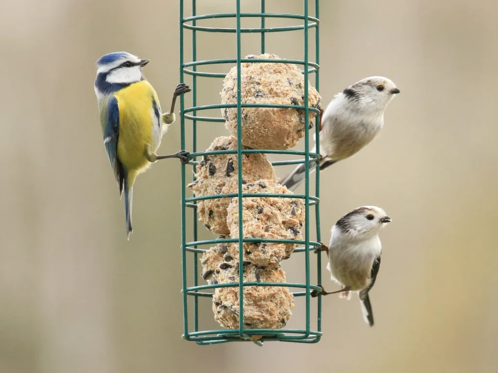 Crafting Homemade Bird Treats Using Oats