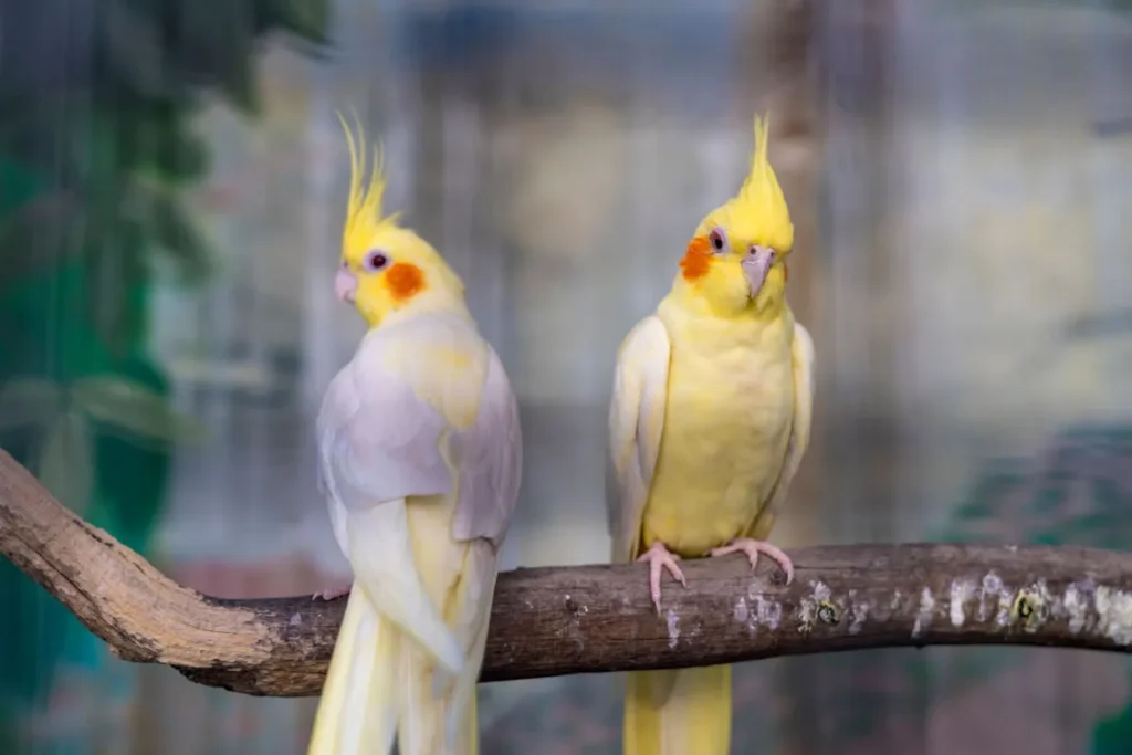 Crafting an Ideal Habitat for Your Cinnamon Cockatiel