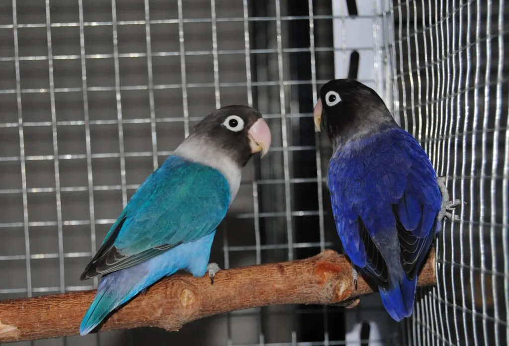 Cultural Symbolism of Lovebirds