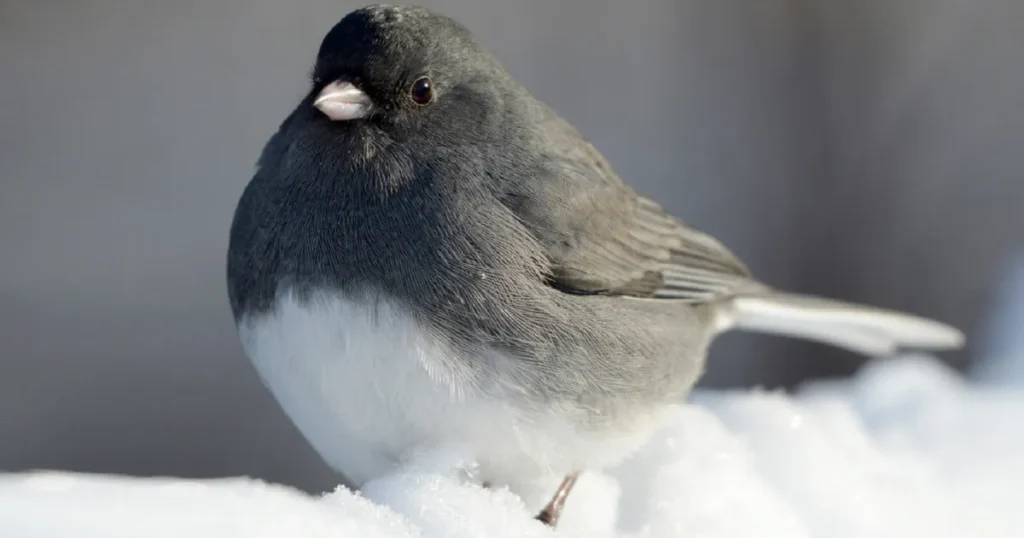 Dark-Eyed Junco - Top 10 Black and White Birds You Can Spot in Your Backyard