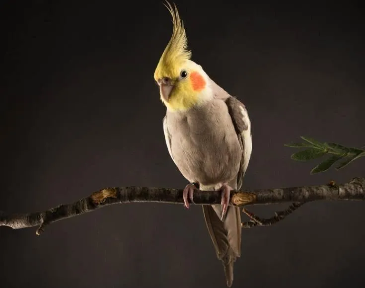 Delving into the World of Cinnamon Cockatiels