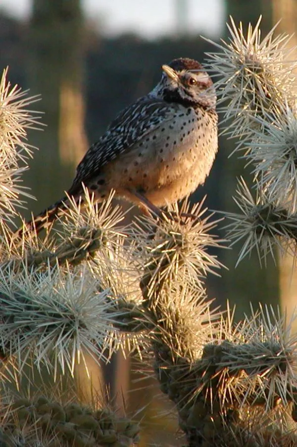 Desert Birds’ Astonishing Ways to Survive the Climate