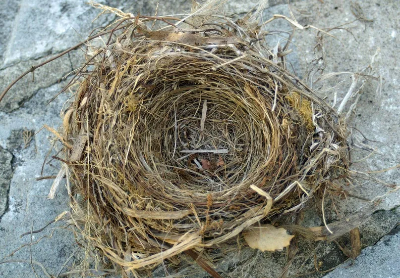 Desert Birds’ Nesting and Mating Challenges